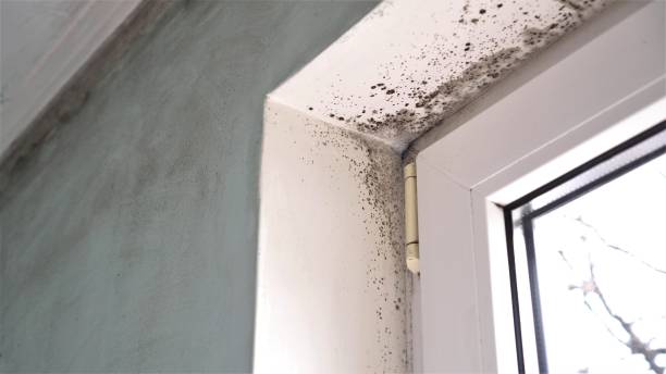 Best Preventive Mold Services in Middletown, CT