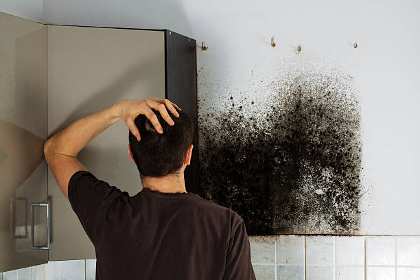 Best Basement Mold Remediation in Middletown, CT